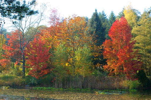 Arboretum de la Martinière