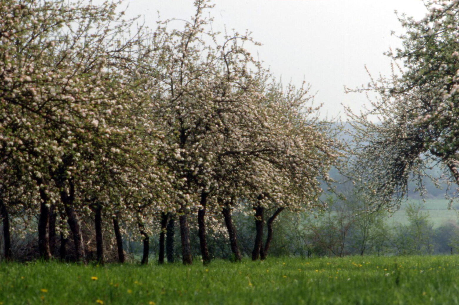 Weekend au verger dans le Parc
