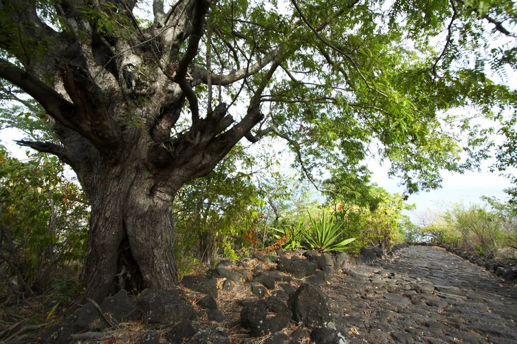 Chemin Des Anglais Distance : Le Chemin Crémont, Appelé Communément Et À Tort Le Chemin Des Anglais Au Départ De La Possession Débouche À La Grande Chaloupe Après Une Heure Et Demie Environ De Marche.