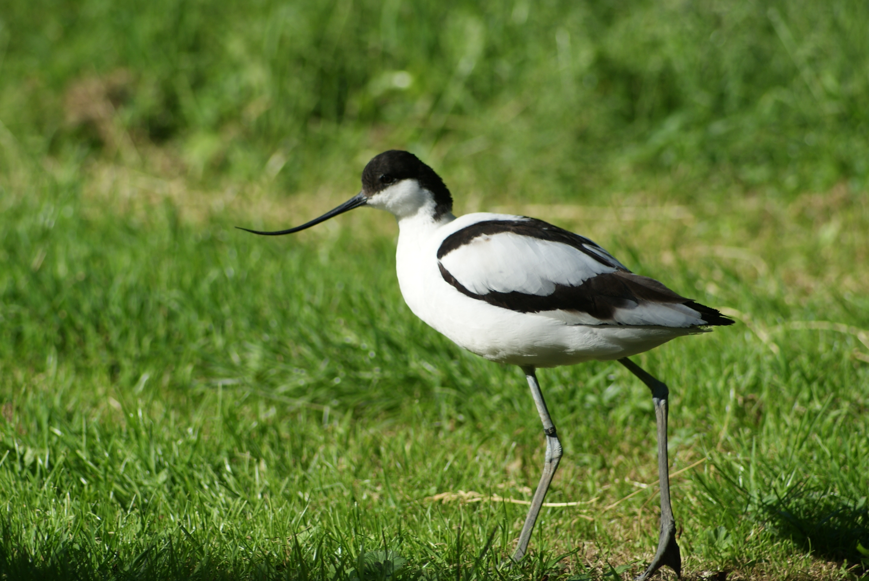 Parc Ornithologique Les Oiseaux Du Marais Poitevin