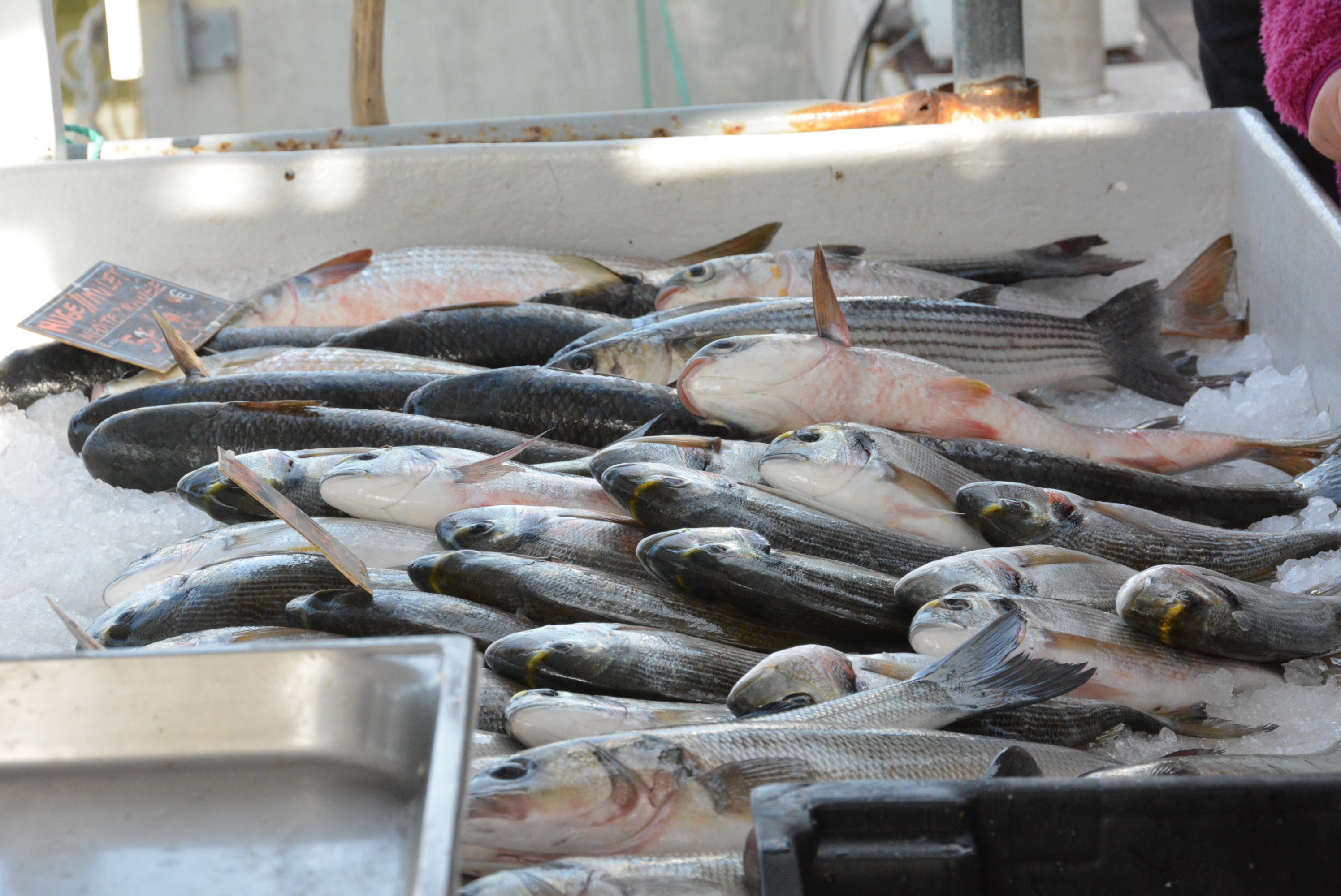 fish rencontre